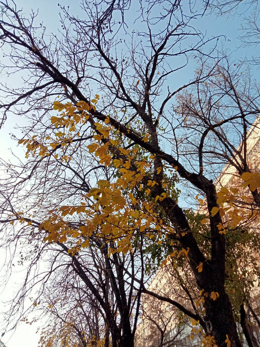 Autumn leaves on winter trees