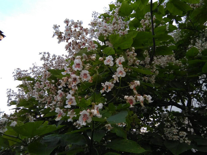 Trees in bloom