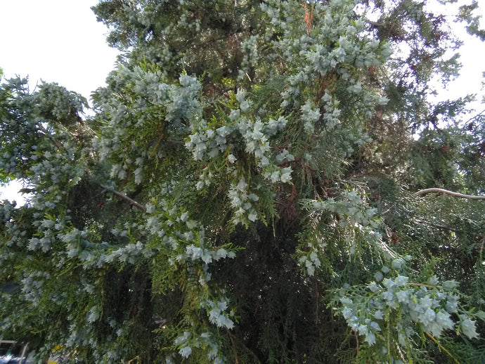 Blooming trees