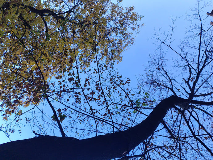 Autumn leaves
