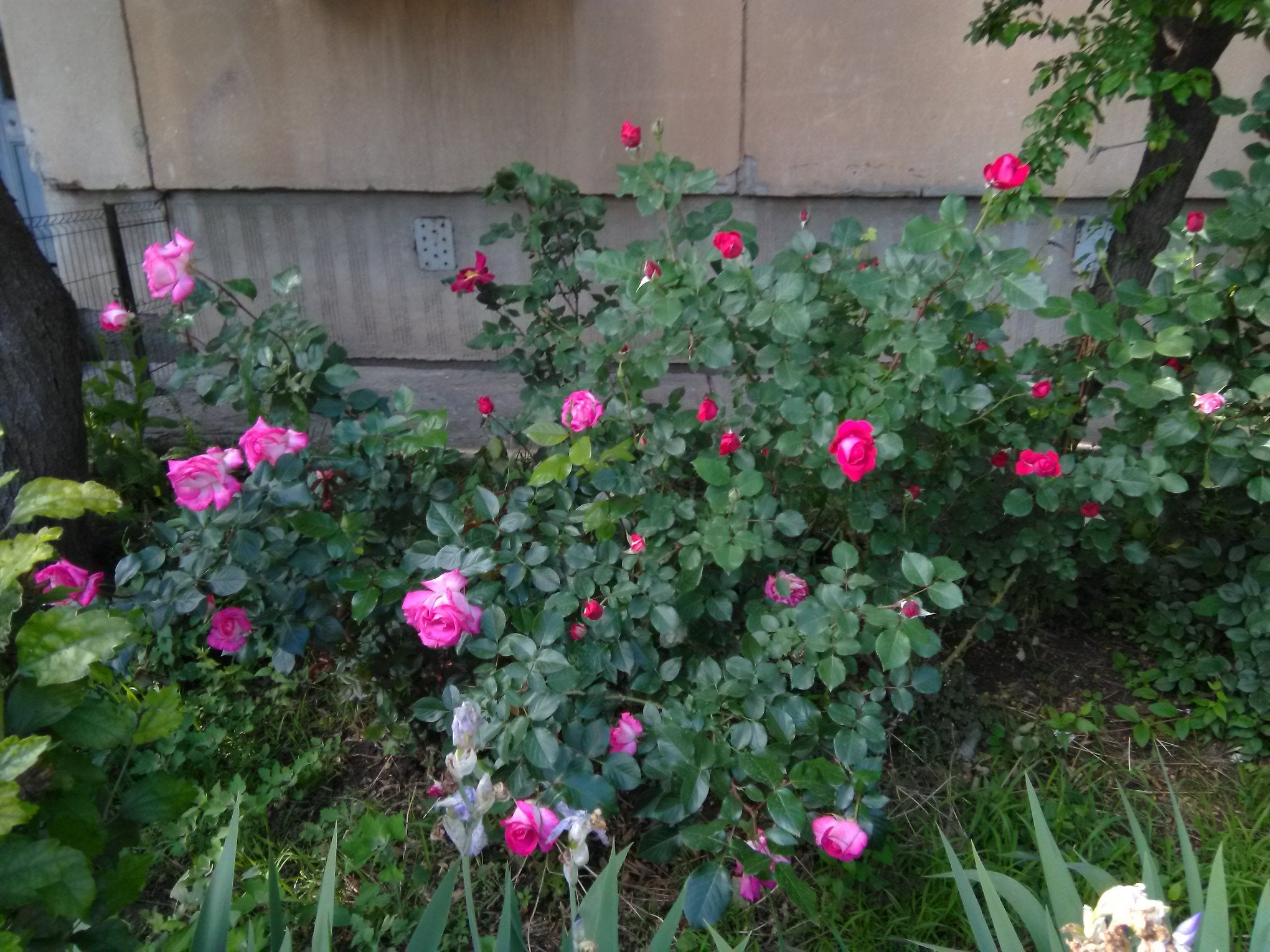 Late Spring Roses Late Spring Roses – Author Satya Graha Bookstore