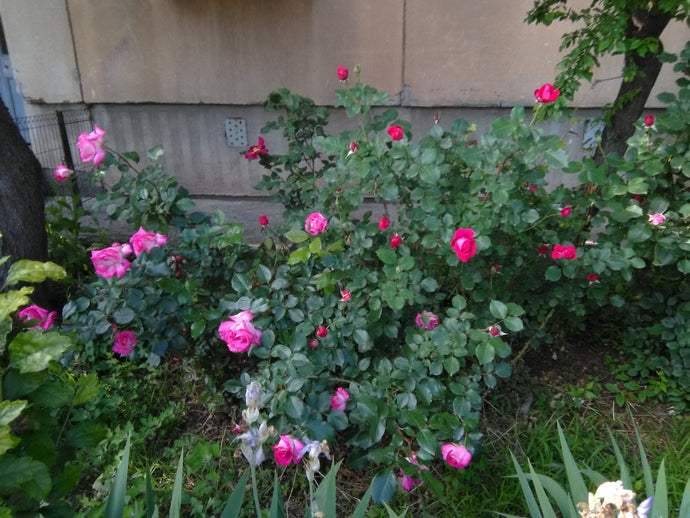 Late Spring Roses