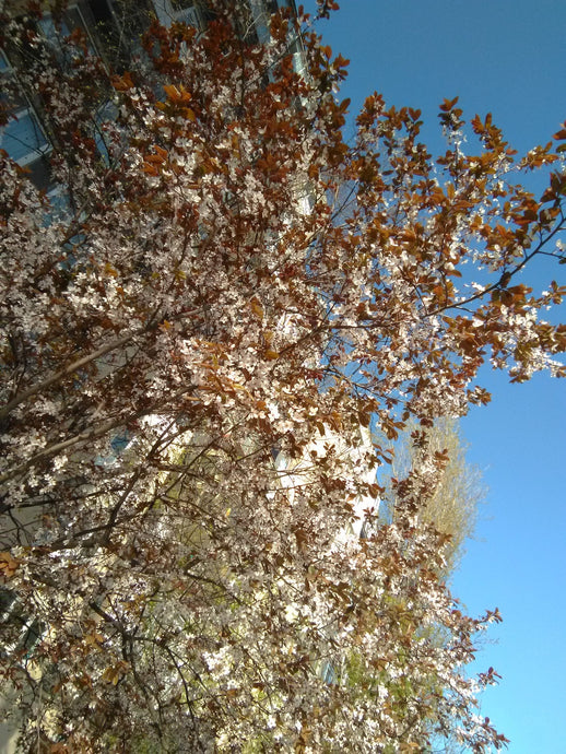 Spring bites