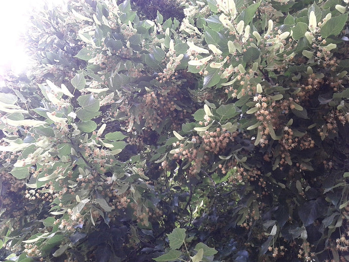 The season of fragrant lime trees