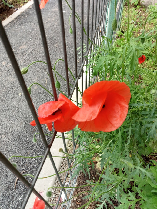 Poppy season