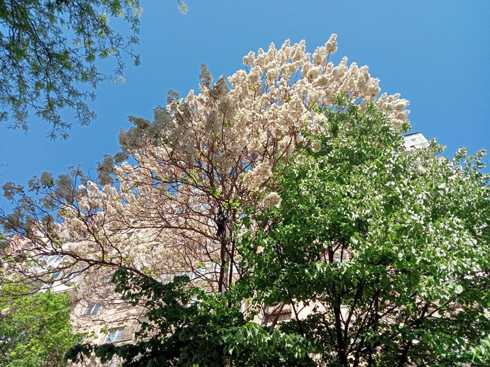 Beautiful Catalpa Speciosa