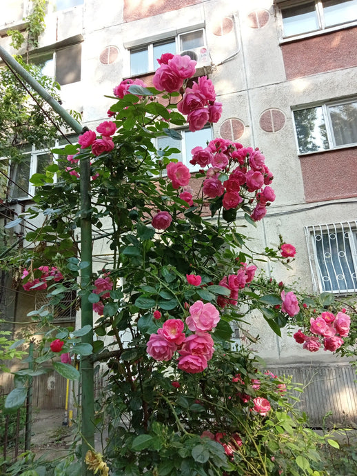 Rose oasis