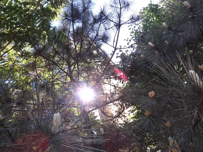Evergreens