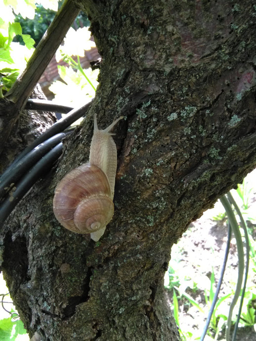 Escargatoire