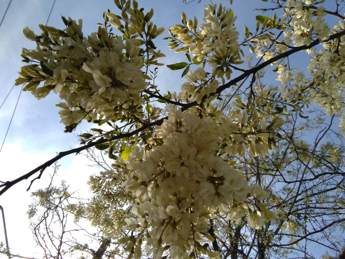 Blooming candelabras