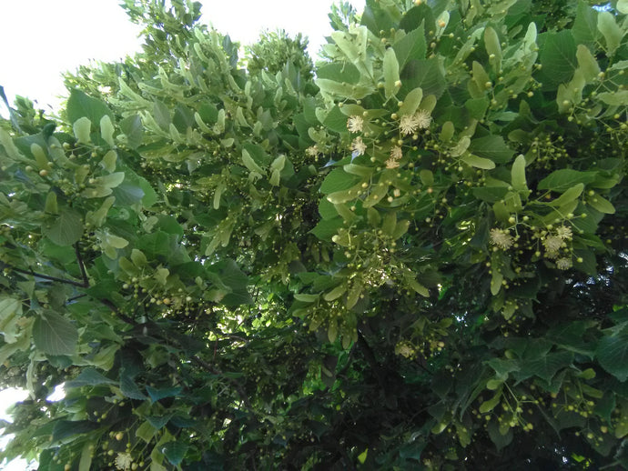 The linden trees are in bloom