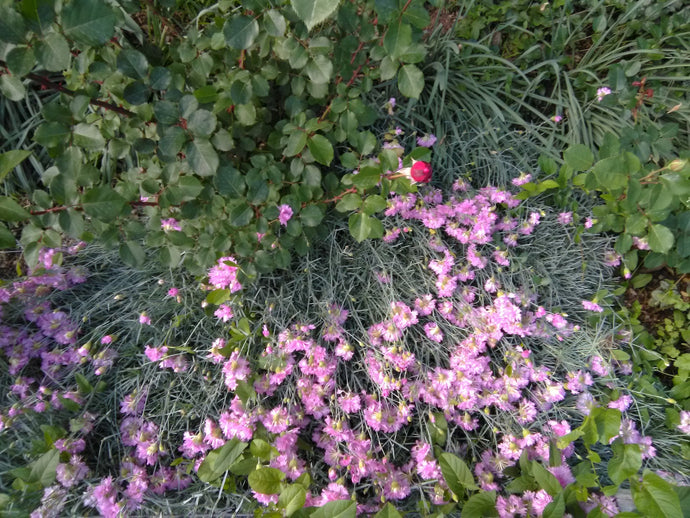 May flowers