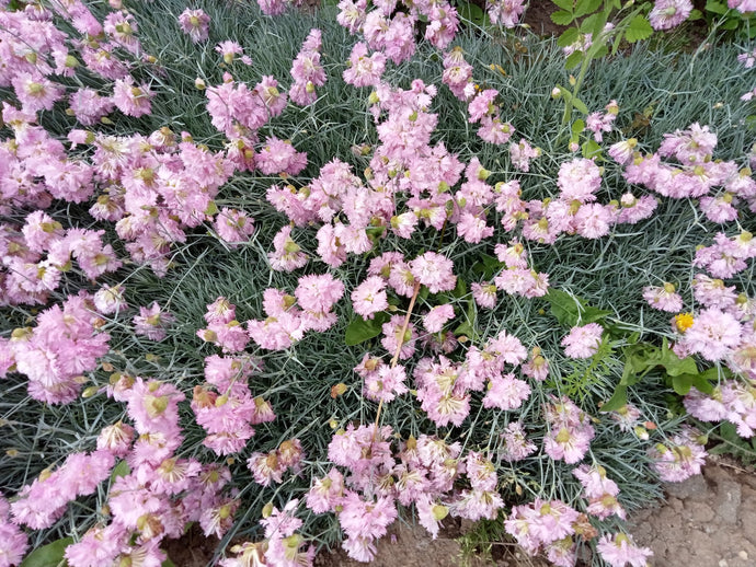Spring flowers on the first day of Summer