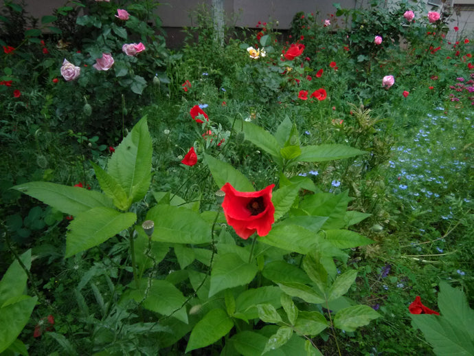 Poppy fields