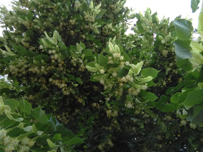 Trees in bloom