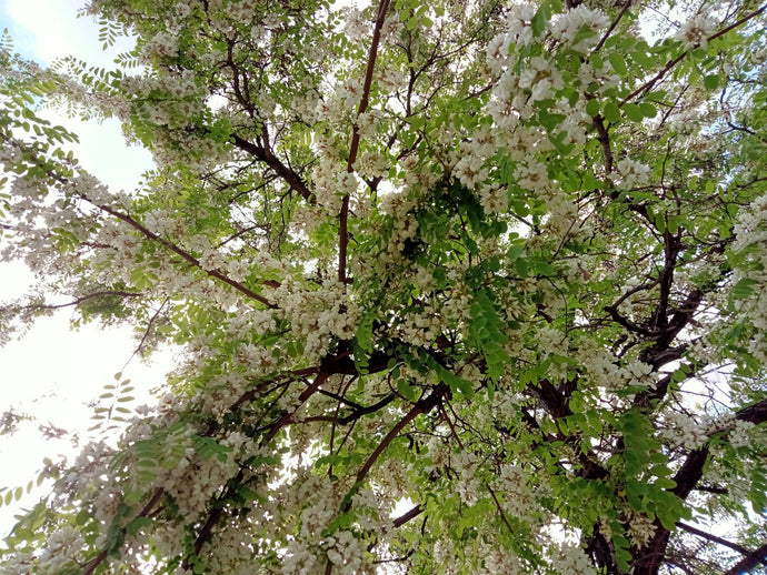 Black locust trees