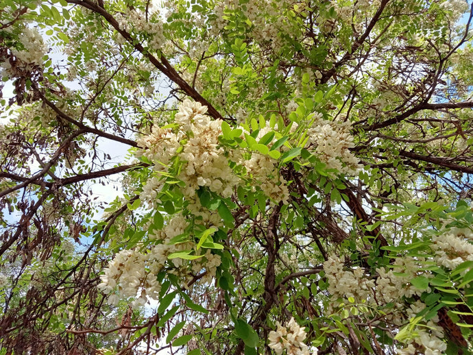 Scented Locust Trees