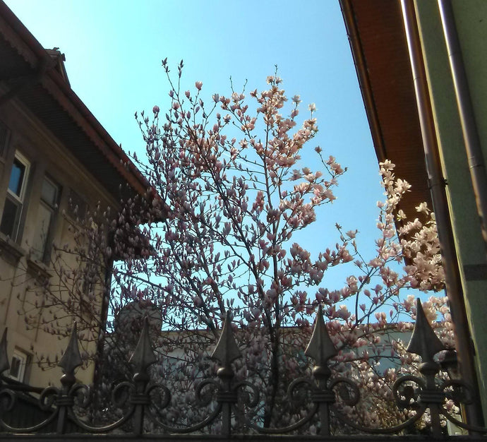 Spring revival