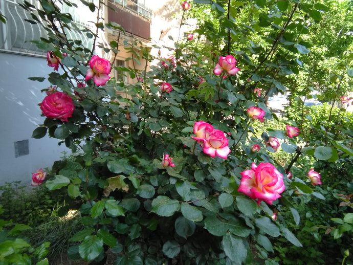 May roses
