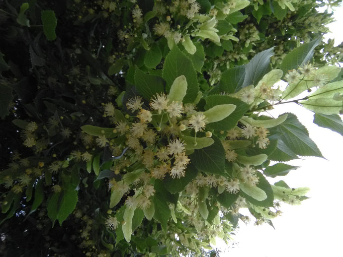 Pretty blooms