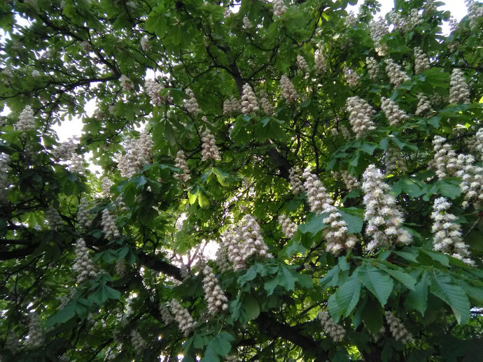 Blooming chandeliers