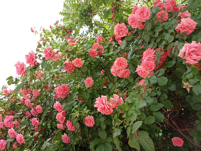 Fragrant beauties